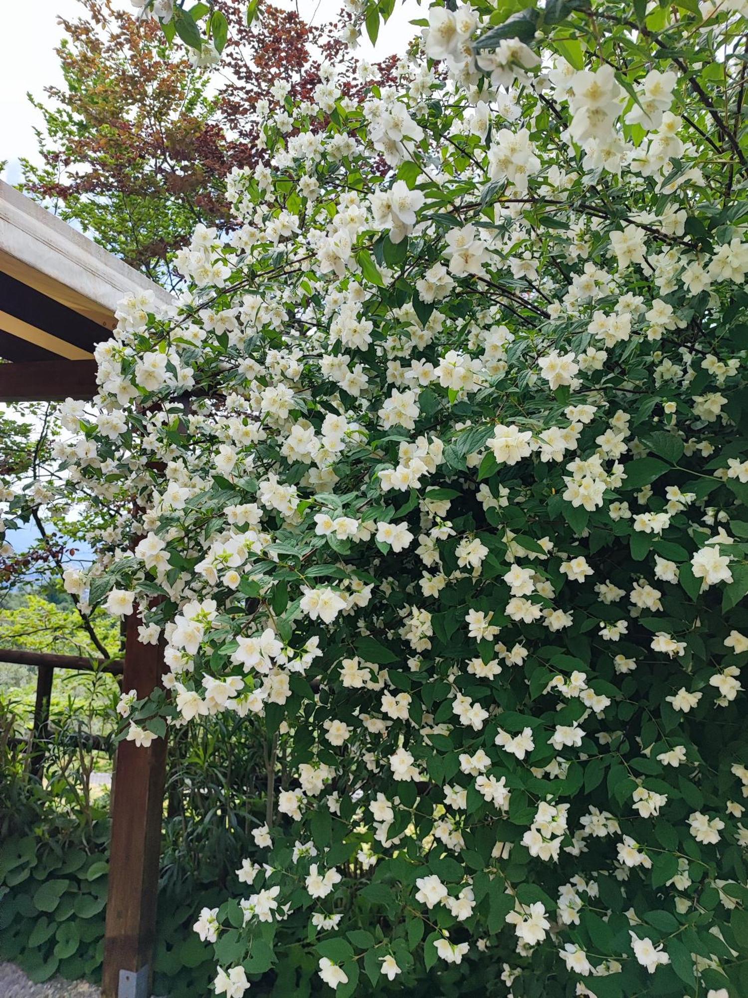La Casa Dei Limoni Apartment Matraia ภายนอก รูปภาพ